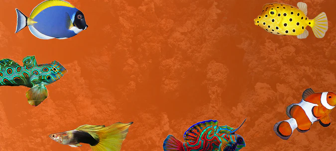 Dive Into Your Dream Aquarium
