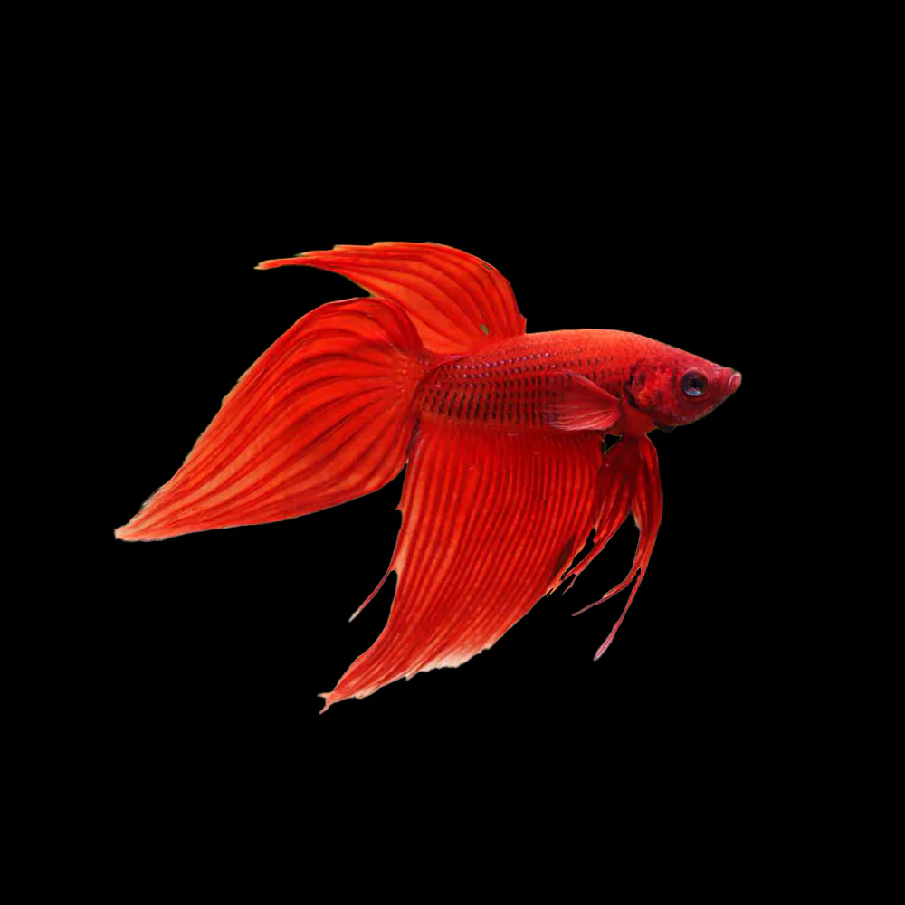 Freshwater Fish New Arrival