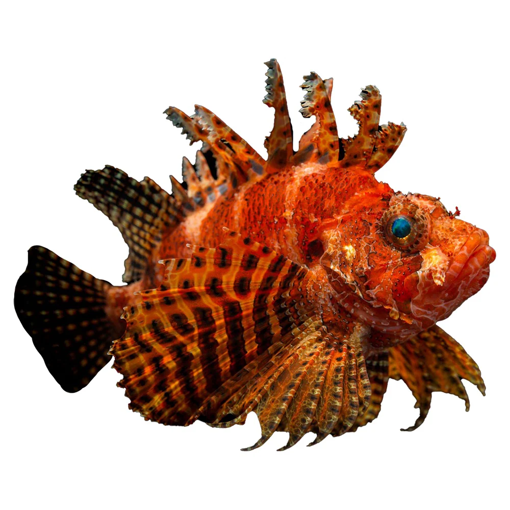 New Fish Arrival